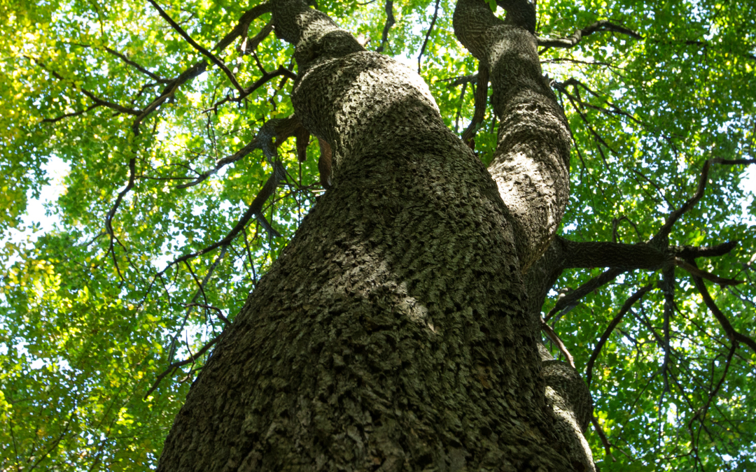 Why Trees Are So Important