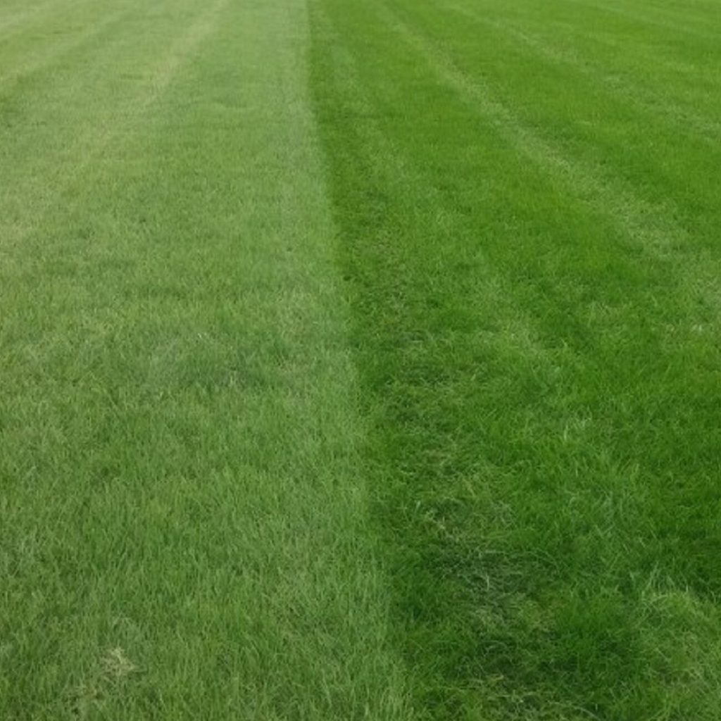 Starter-fertilizer-lawn