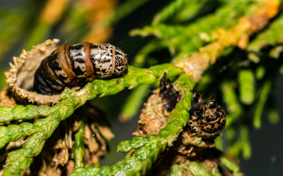Bagworms: What You Need To Know