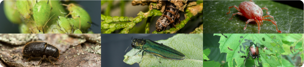 Tree and shrub insects