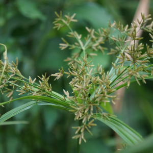 Nutsedge plant