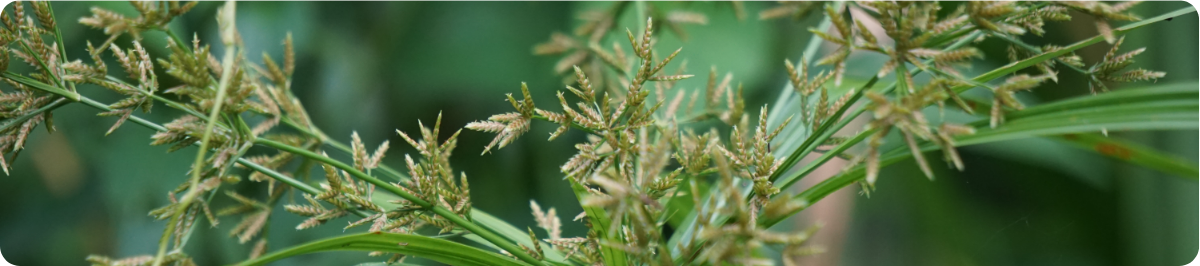 nutsedge plant