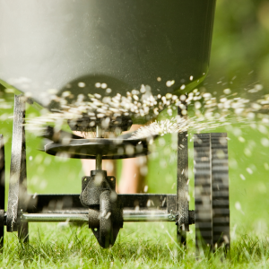 Fertilizing grass