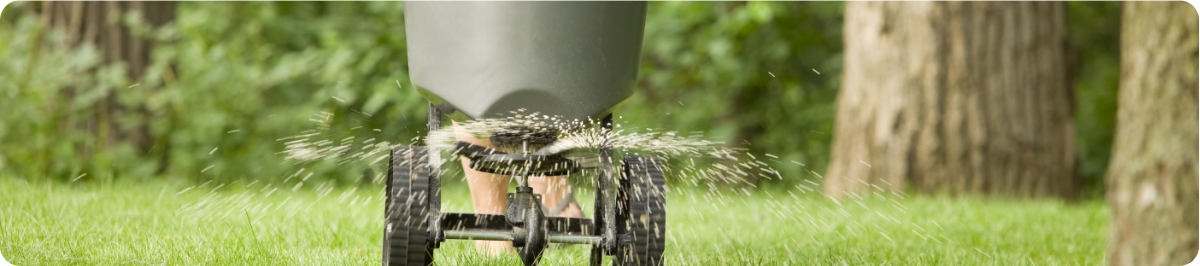 fertilizing grass