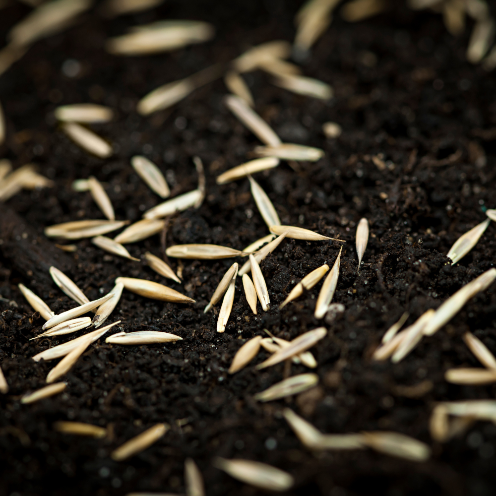 seeds in soil