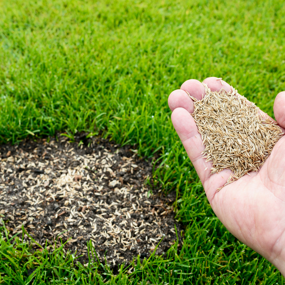 hand holding seeds and seeds in soil