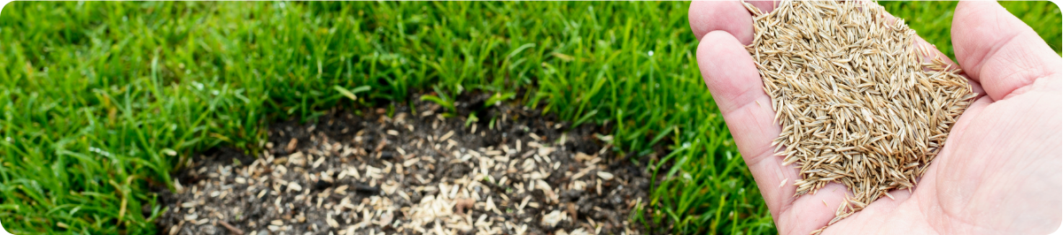 Seeds placed on grass