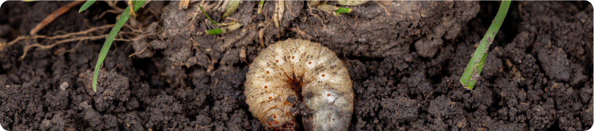 Grub Control Grub in soil