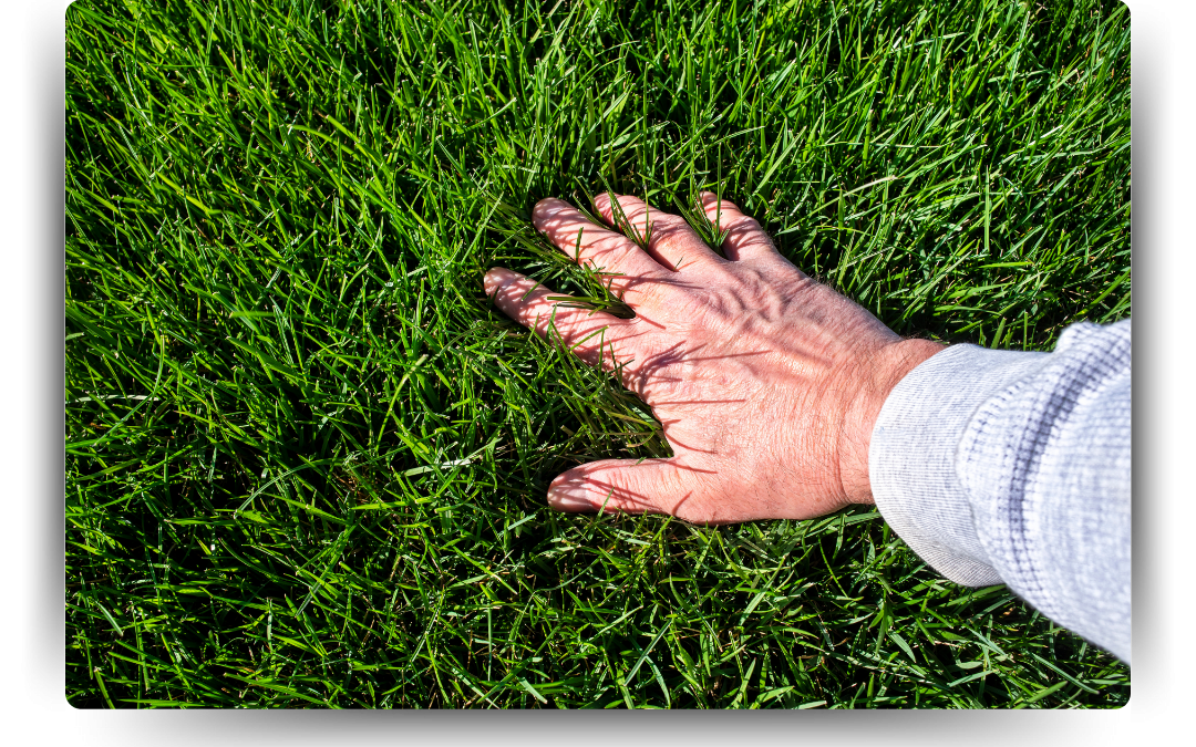 Revitalize With A Total Lawn Renovation