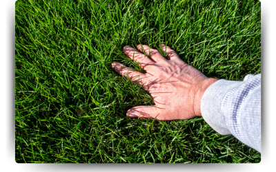 Revitalize With A Total Lawn Renovation