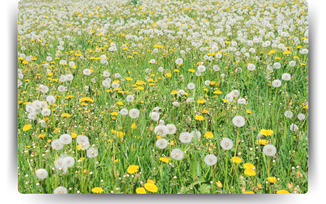 Broadleaf Weeds: Identification & Treatment