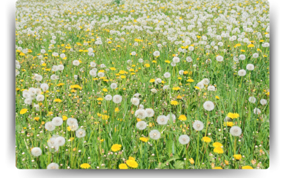 Broadleaf Weeds: Identification & Treatment