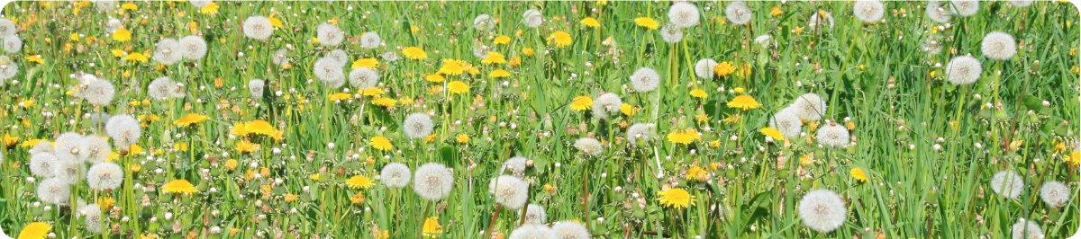 Broadleaf Weeds foxtail weeds