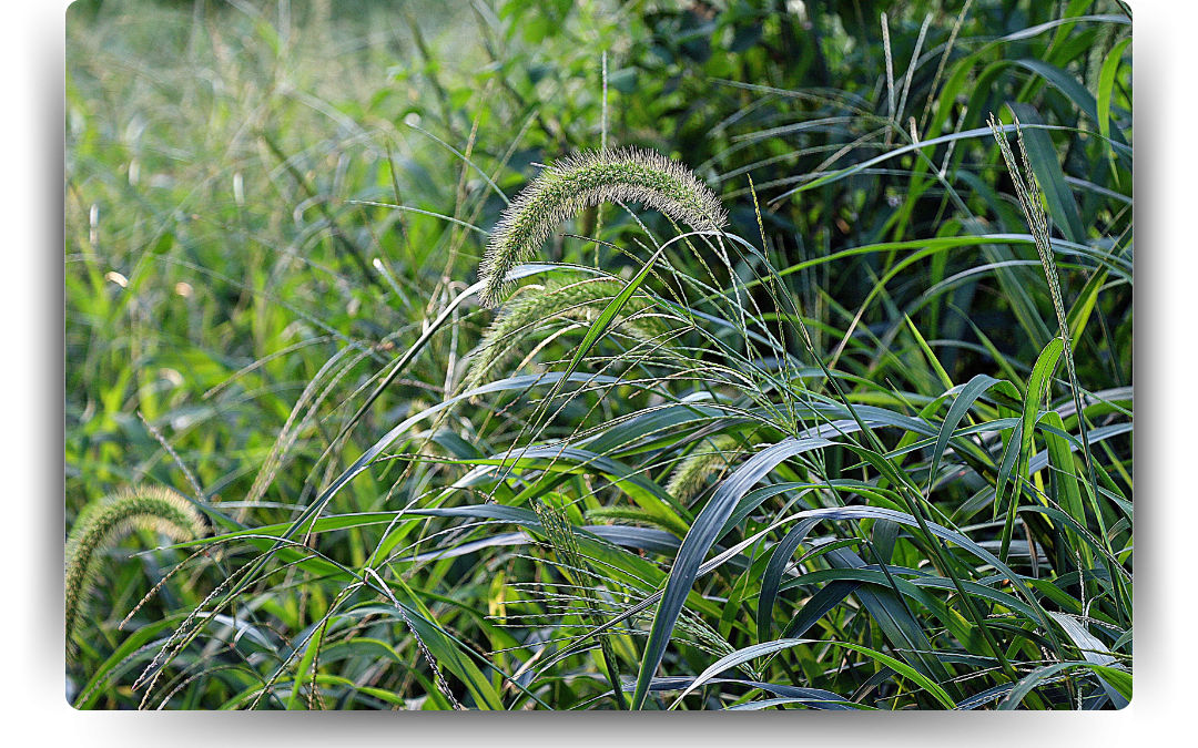 Grassy Weeds 101: Types, Causes, and Lawn Treatment Solutions
