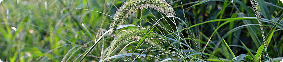 foxtail weeds